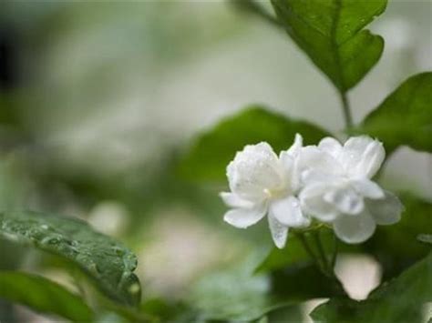 茉莉花象徵|茉莉花的花語以及象徵代表意義